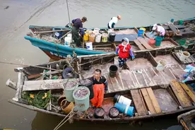 崂山海蜇大丰收，吃法就有十多种图片