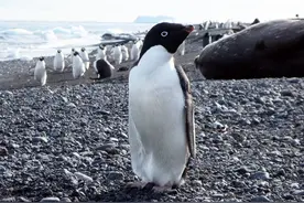 一项新研究揭示阿德利企鹅种群历史及其食物链变化图片