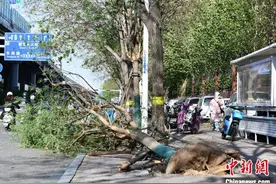 河北遭遇大风天气图片