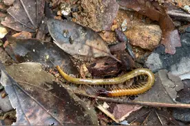 土坡爬出“百足之虫”，竟是湖北新发现物种——楚地蜈蚣图片