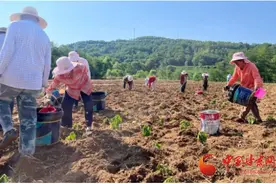 正宁：小紫苏为富民兴农加油添香图片