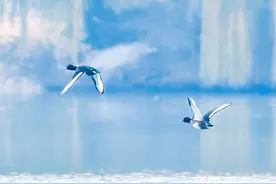 大明湖飞来了国家一级保护动物：青头潜鸭图片