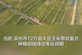 滨州无棣：探索玉米大豆带状复合种植新模式 让盐碱地变身沃野良田图片