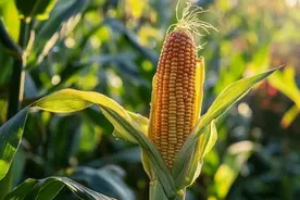 亲爱的珍珠米图片