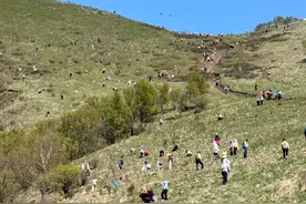 韭菜天堂北灵山：割韭菜爆火 韭菜坡上长满人图片