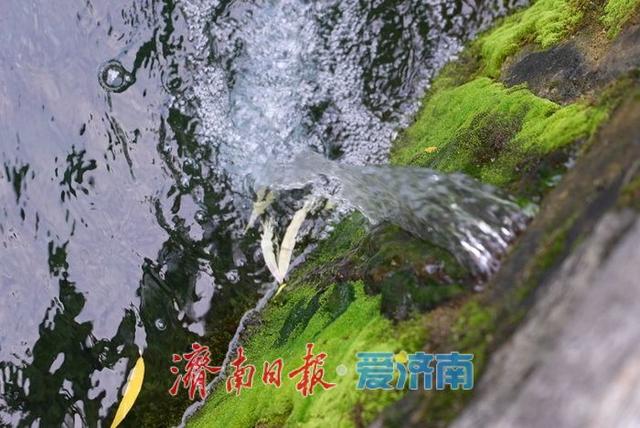 一年四季 泉在济南丨水位升高 黑虎泉池壁上再现新“喷口”