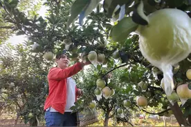 河北：秋分将至丰收时图片