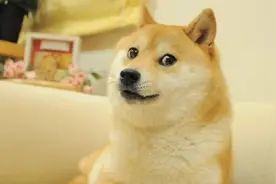 日媒：18岁“世界第一有名柴犬”去世，以它为原型的表情包风靡全球图片