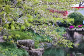 ​樱花树下机器人热舞，杭州这所高中的一幕火出圈图片