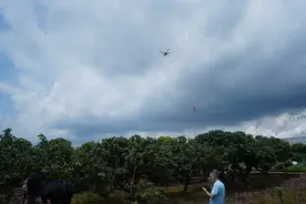 探访从化荔枝无人智慧果园：空地协同助推无人化机械采摘图片