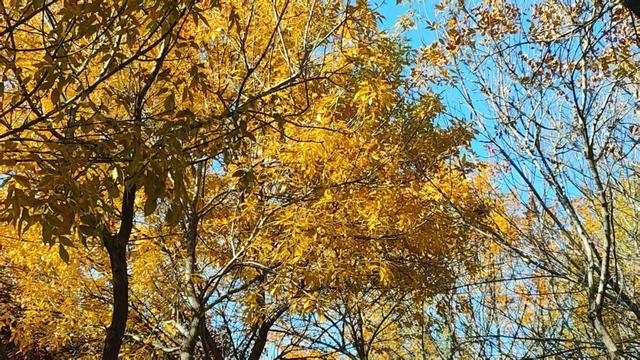 市民身边的多彩乐园，岛城口袋公园进入最美季节