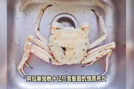 美国阿拉斯加数十亿只雪蟹饿死，捕蟹船队成员面临破产，科学家发现罪魁祸首图片