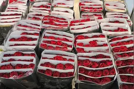 元宵节后迎情人节，成都玫瑰花价格较春节上涨38% 业内人士：预计下月回落图片