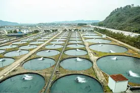 全球三分之一的鱼子酱出自浙江山村，“坐收渔利”如何复制？图片