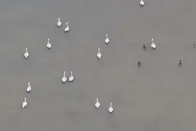 鄱阳湖越冬候鸟先头部队启程北迁图片