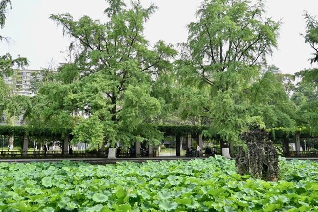 在川大，这是我的珍藏地！