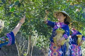 改造低产林 选育新品种 延伸产业链  一颗油茶小果的闯关之路图片