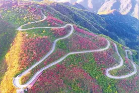 阳明山十万亩杜鹃盛开图片