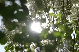 文旅新探｜哈尔滨的百年丁香情图片