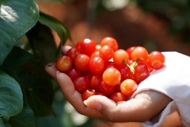 四月来石林赴一场舌尖上的甜蜜狂欢！