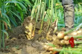 新华社聚焦潍坊：大姜丰收田间忙图片