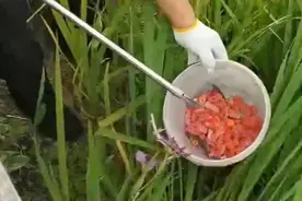 头皮发麻！上海河道现“粉色入侵者”，一只藏6000条寄生虫图片