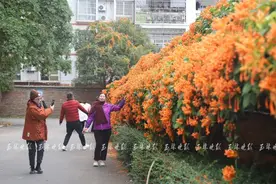 50米鞭炮花墙绽放，拍照超好看！图片