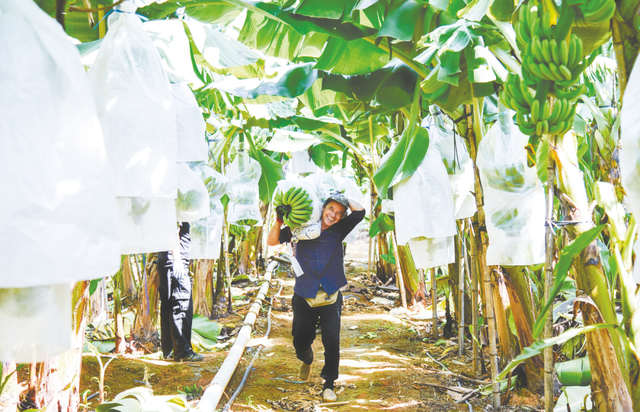 南宁冬季水果采摘全攻略 | 东北老铁、西北家人，告别猫冬！来南宁实现“水果自由”