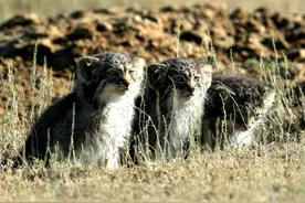 辨词：兔狲 “狲”sūn还是xùn？图片