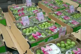 全国首批新西兰软枣猕猴桃抵沪图片