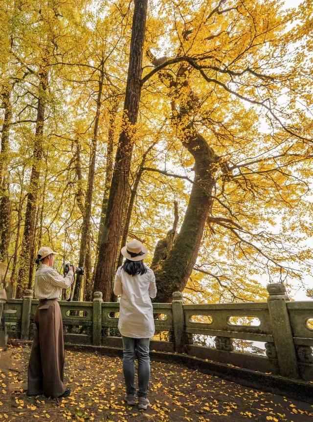 临安，一座被银杏腌入味的城市