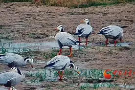 秋季候鸟迁徙开始 敦煌阳关湿地迎大群斑头雁过境图片