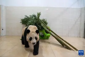 新华社记者独家现场探访大熊猫“福宝”图片