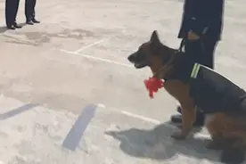 这次它真的走了！离家出走的退役警犬……看哭无数人图片