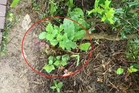 这种叶子会“咬人”！有市民在贵阳公园发现了它……图片