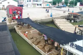 秋风起，生蚝肥！阳西程村蚝迎来收获旺季图片