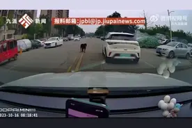 黑狗已找到！被咬女童仍昏迷，医生：20多处撕咬伤，最长8厘米图片