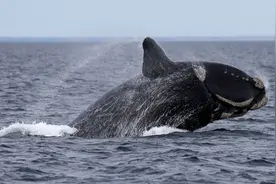 新研究：有些鲸寿命或远超预期，南露脊鲸能活到132岁以上图片