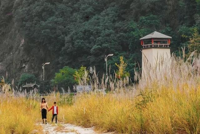 晚潮｜晚秋藏清欢：大赤坑芦苇荡里的温柔时光