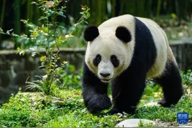 大熊猫“荷风”“兰韵”抵达奥地利维也纳图片