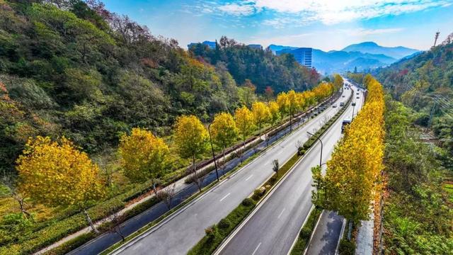 临安，一座被银杏腌入味的城市