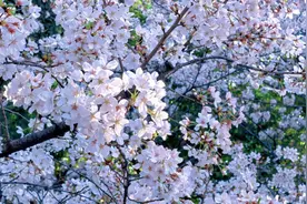 芜湖樱花大道，迎来最美时刻！图片