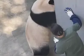 惊险！9岁大熊猫扑倒奶妈，周围游客尖叫连连，动物园回应！图片