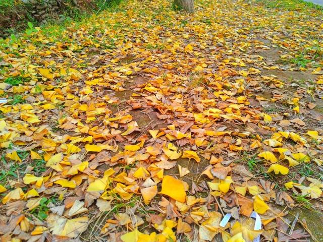 信宜这条“黄金走廊”很出片