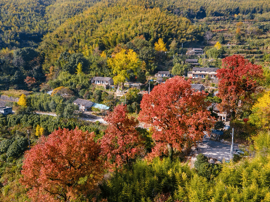 Hi走奉化② | 这条小众赏秋路线，藏有古树群“天花板”！