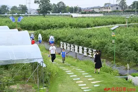 “六一”亲子欢乐时光  蓝莓园里寻童趣图片