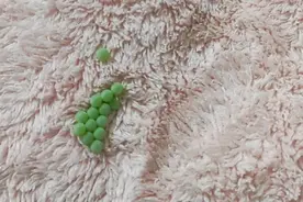 千万别碰！有人家中突然出现……图片