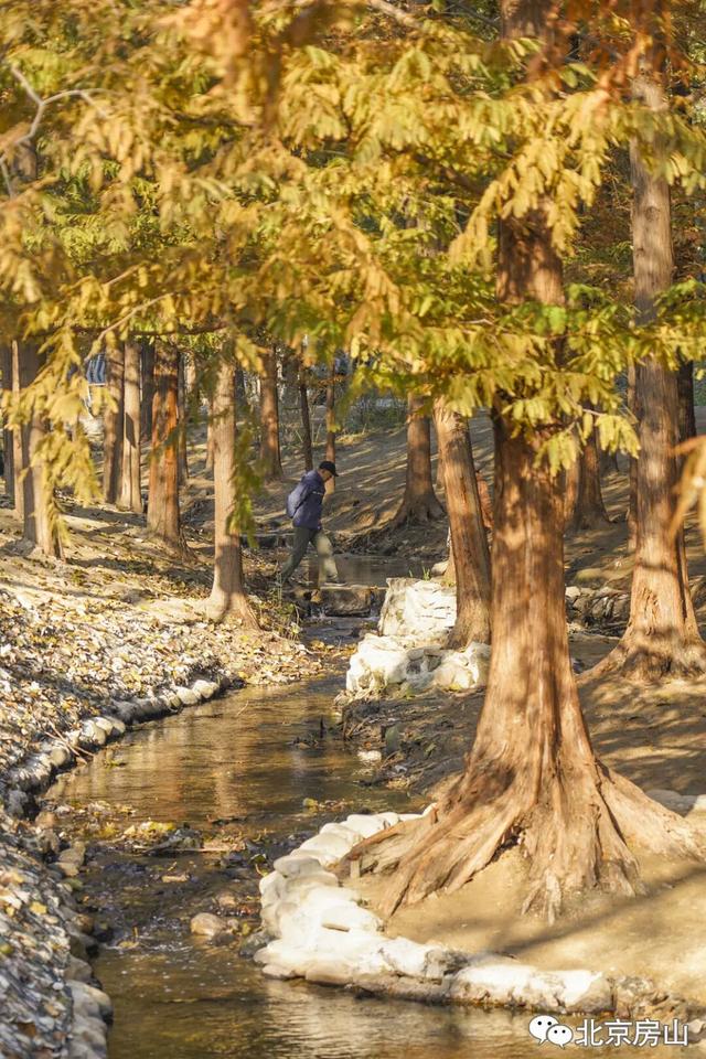 顶级秋色，房山水杉林已上线！