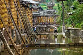 稻鱼鸭共生：中国西南山区农耕文化的千年传承图片