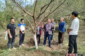 贵州沿河：护好蜂糖李 筑牢甜蜜增收路图片